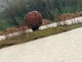 More metal art on island in lake