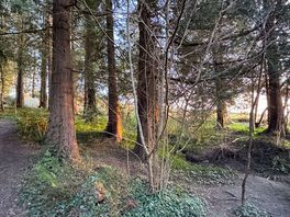 Woods around campsite that light up with fairy lights at night