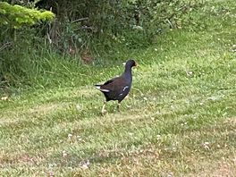 Lovely wildlife on the site