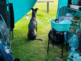 Keeping an eye on the wildlife.