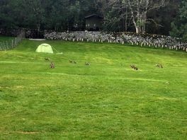 Rabbits