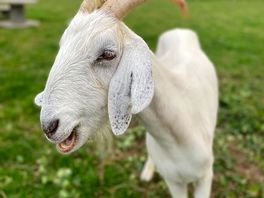 Hamlet the goat ❤️