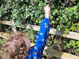 Nearby blackberry picking
