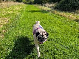 Pup out for a walk