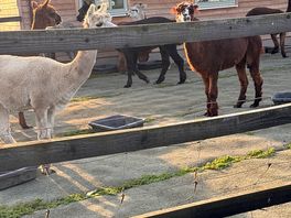 Alpacas