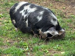 🐽