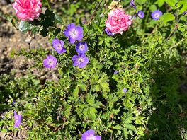 Flowers around the pool area
