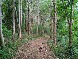 Woodland walk