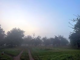 The orchards