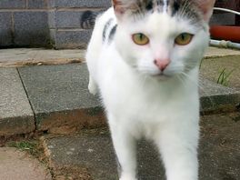 The cat