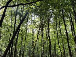Late afternoon in the woods