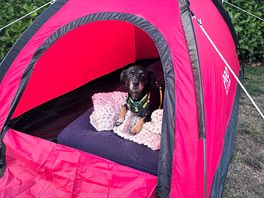 Even the dog loved it