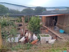 Fresh eggs