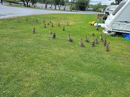 Our new friends