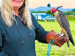 Birds of prey