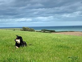 Dog friendly…