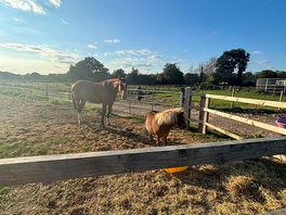 Horses