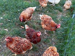 Hens!