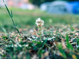 Nice grass