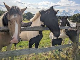 Campsite overlooks fields with horses