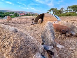 Pigs