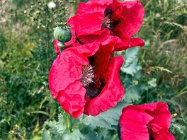 Wild poppy