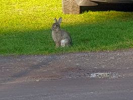 More bunnies