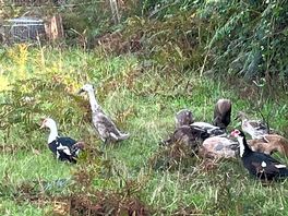 Loved seeing the ducks