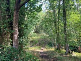 The woods