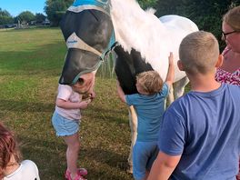 Horses