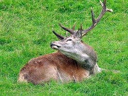 Wild boar park