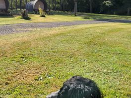 Mabel watching the world go by.