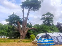 Snazzy tree.