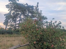 Broken apple trees in the way, making driving off site difficult if people are pitched up