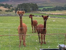 Take alpacas for a walk.