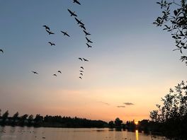 Sunset with the local resident geese