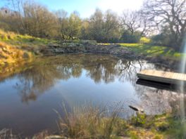 The pond, there were some small fish in there.