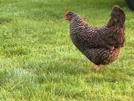 Roaming chickens
