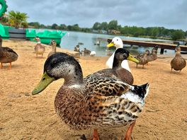 The ducks love the duck food