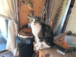 Pablo the cat!