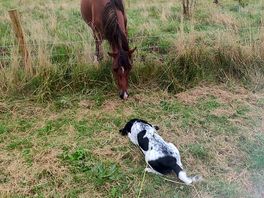 Doug made friends with the horse in the adjacent field