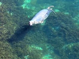 Seals 🦭 in the sea close by.