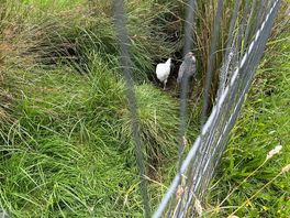 Free range chickens that supplied the eggs!