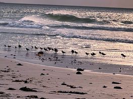 Am strand