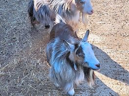 Loved seeing the goats!