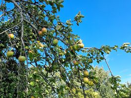 Fruit trees