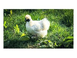 A cute chicken