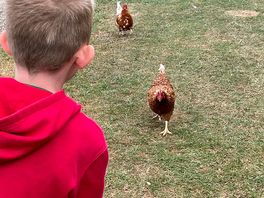 Chicken one and chicken two