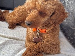 Waiting for her next walk