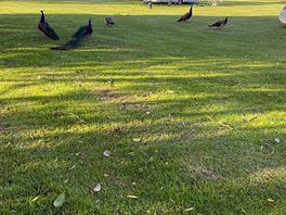 Peacocks
